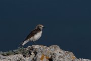 DPPhotography - Wildlife Photography - Bulgaria - Pied wheatear - L