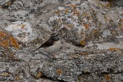 DPPhotography - Wildlife Photography - Bulgaria - Pied wheatear - M