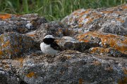DPPhotography - Wildlife Photography - Bulgaria - Pied wheatear - O