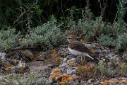 DPPhotography - Wildlife Photography - Bulgaria - Pied wheatear - P