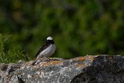DPPhotography - Wildlife Photography - Bulgaria - Pied wheatear - R