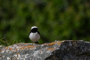 DPPhotography - Wildlife Photography - Bulgaria - Pied wheatear - S