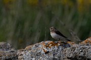 DPPhotography - Wildlife Photography - Bulgaria - Pied wheatear - T