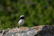 DPPhotography - Wildlife Photography - Bulgaria - Pied wheatear - U