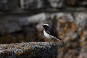 DPPhotography - Wildlife Photography - Bulgaria - Pied wheatear - V