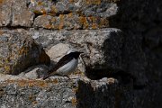 DPPhotography - Wildlife Photography - Bulgaria - Pied wheatear - X