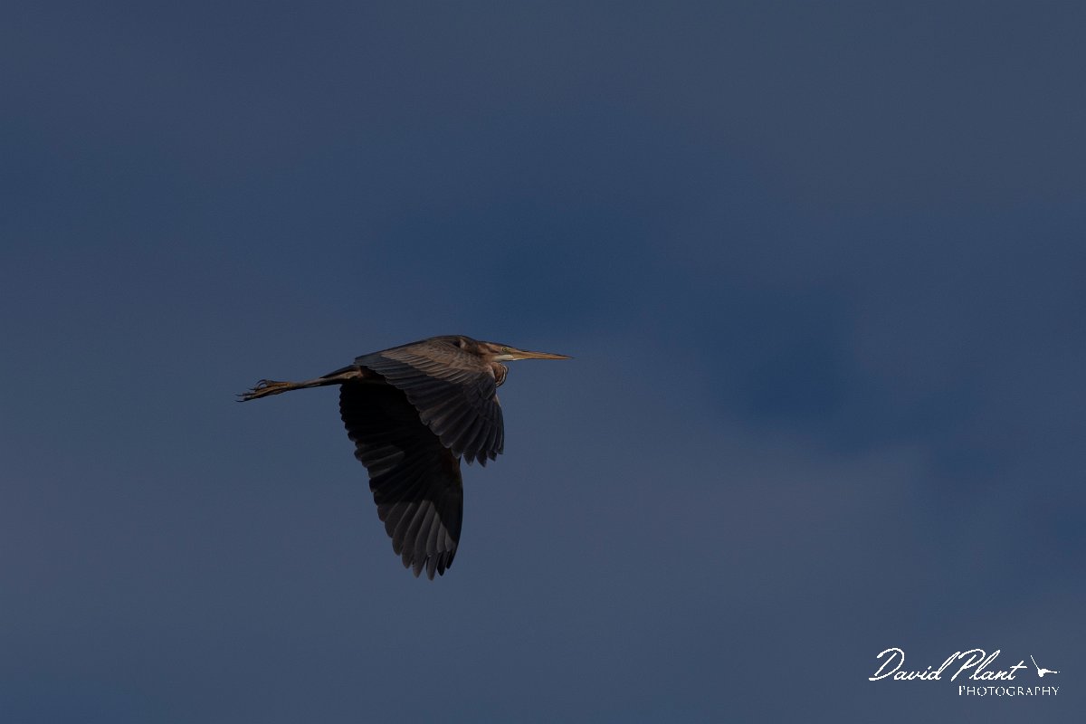 DPPhotography - Wildlife Photography - Bulgaria - Purple heron - A.jpg - Purple heron - Durankulak Lake, Bulgaria