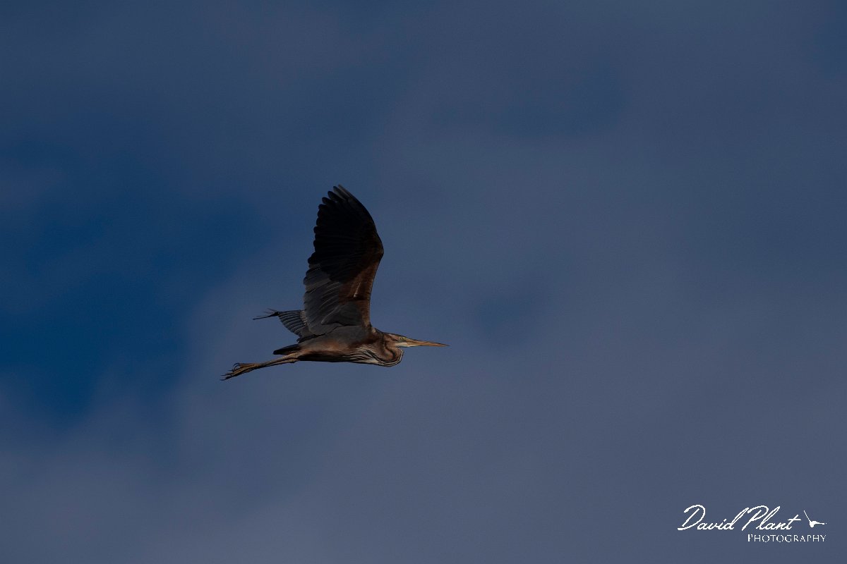 DPPhotography - Wildlife Photography - Bulgaria - Purple heron - B.jpg - Purple heron - Durankulak Lake, Bulgaria
