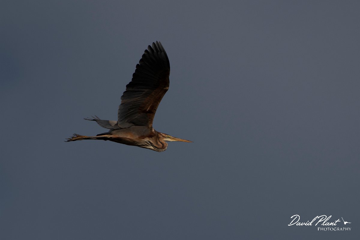 DPPhotography - Wildlife Photography - Bulgaria - Purple heron - C.jpg - Purple heron - Durankulak Lake, Bulgaria