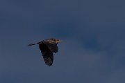 DPPhotography - Wildlife Photography - Bulgaria - Purple heron - A