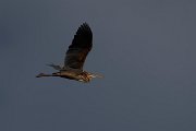DPPhotography - Wildlife Photography - Bulgaria - Purple heron - C