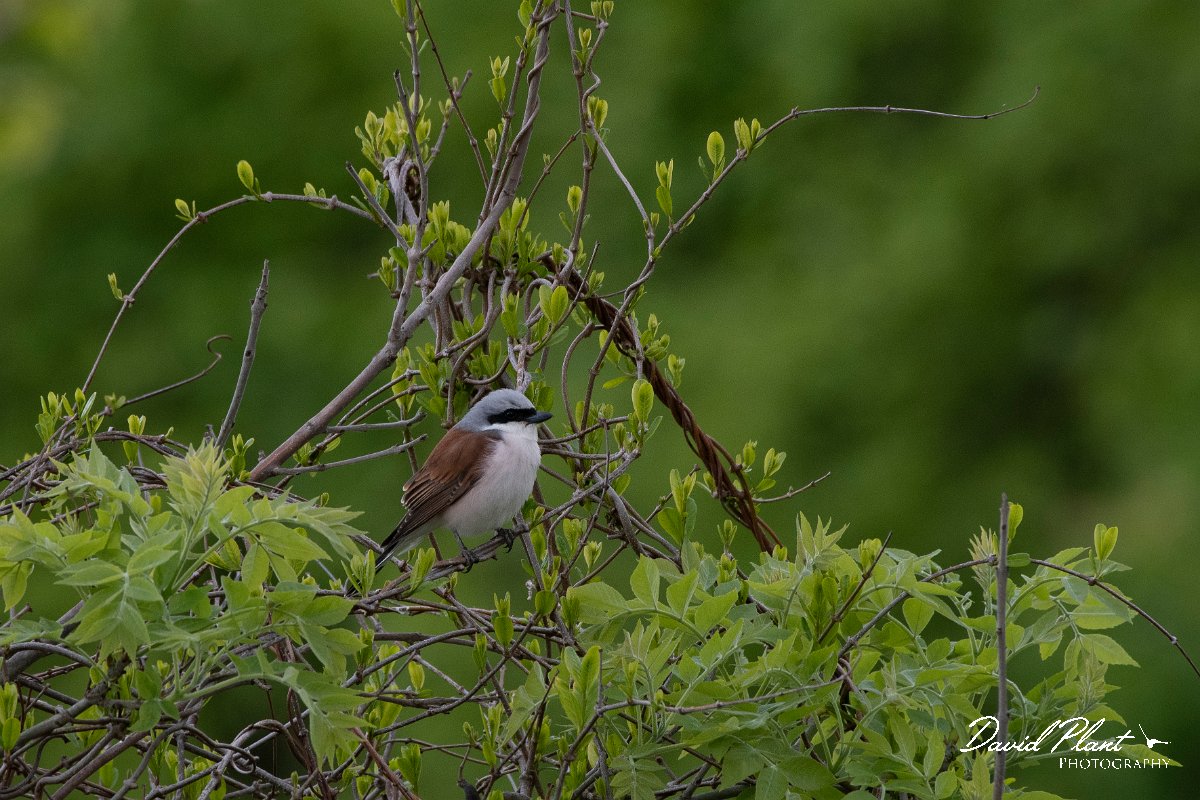 DPPhotography - Wildlife Photography - Bulgaria - Red-backed shrike - A.jpg - Red-backed shrike, male - Balata Forest, Bulgaria