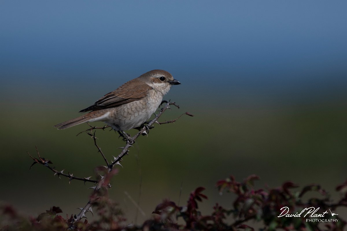 DPPhotography - Wildlife Photography - Bulgaria - Red-backed shrike - D.jpg - Red-backed shrike, female - Balgarevo steppe, Bulgaria