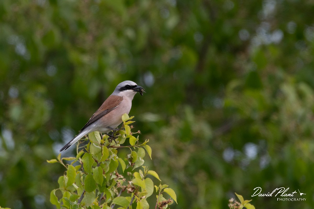 DPPhotography - Wildlife Photography - Bulgaria - Red-backed shrike - F.jpg - Red-backed shrike, male - Bolata Beach, Bulgaria
