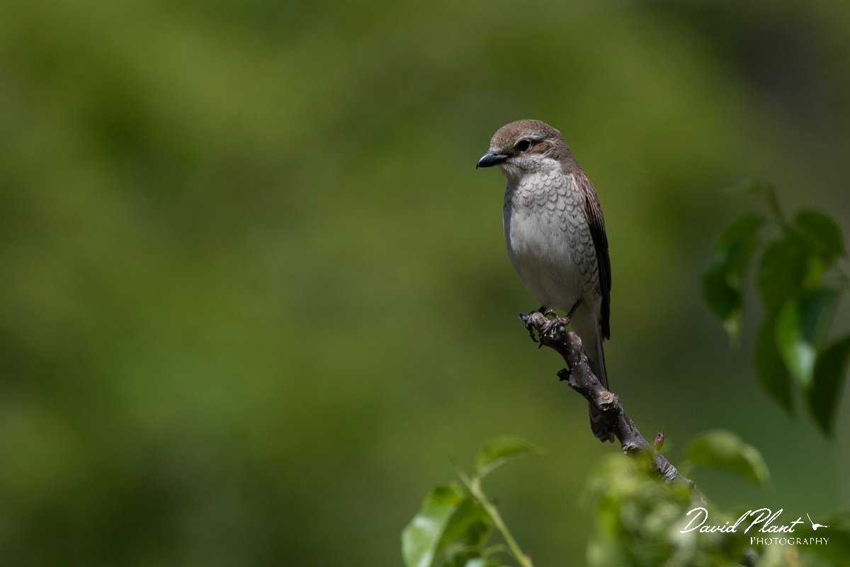 DPPhotography - Wildlife Photography - Bulgaria - Red-backed shrike - G.jpg - Red-backed shrike, female - Bolata Beach, Bulgaria