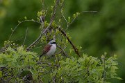 DPPhotography - Wildlife Photography - Bulgaria - Red-backed shrike - A