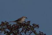 DPPhotography - Wildlife Photography - Bulgaria - Red-backed shrike - B