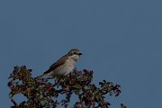 DPPhotography - Wildlife Photography - Bulgaria - Red-backed shrike - C