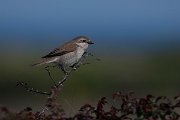 DPPhotography - Wildlife Photography - Bulgaria - Red-backed shrike - D