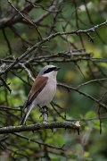 DPPhotography - Wildlife Photography - Bulgaria - Red-backed shrike - E