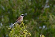 DPPhotography - Wildlife Photography - Bulgaria - Red-backed shrike - F