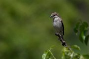 DPPhotography - Wildlife Photography - Bulgaria - Red-backed shrike - G
