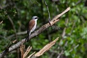 DPPhotography - Wildlife Photography - Bulgaria - Red-backed shrike - H