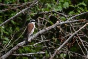 DPPhotography - Wildlife Photography - Bulgaria - Red-backed shrike - I
