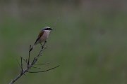 DPPhotography - Wildlife Photography - Bulgaria - Red-backed shrike - J