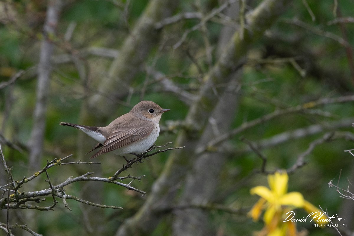 DPPhotography - Wildlife Photography - Bulgaria - Red-breasted flycatcher - A.jpg - Red-breasted flycatcher, female - Bolata Beach, Bulgaria