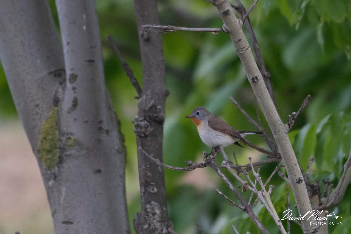 DPPhotography - Wildlife Photography - Bulgaria - Red-breasted flycatcher - D.jpg - Red-breasted flycatcher, male - Cape Kaliakra, Bulgaria