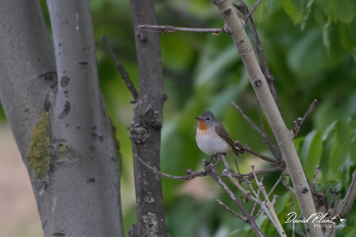 DPPhotography - Wildlife Photography - Bulgaria - Red-breasted flycatcher - E.jpg - Red-breasted flycatcher, male - Cape Kaliakra, Bulgaria