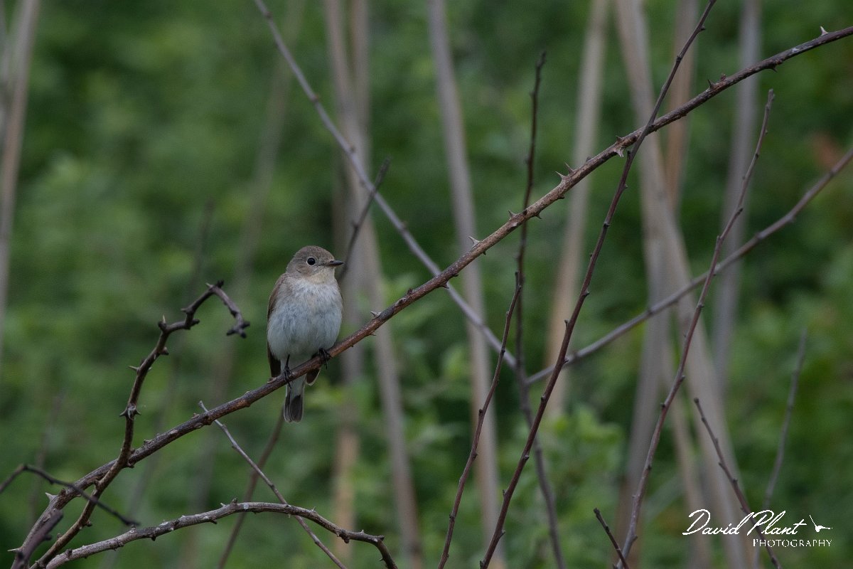 DPPhotography - Wildlife Photography - Bulgaria - Red-breasted flycatcher - F.jpg - Red-breasted flycatcher, female - Durankulak Lake, Bulgaria