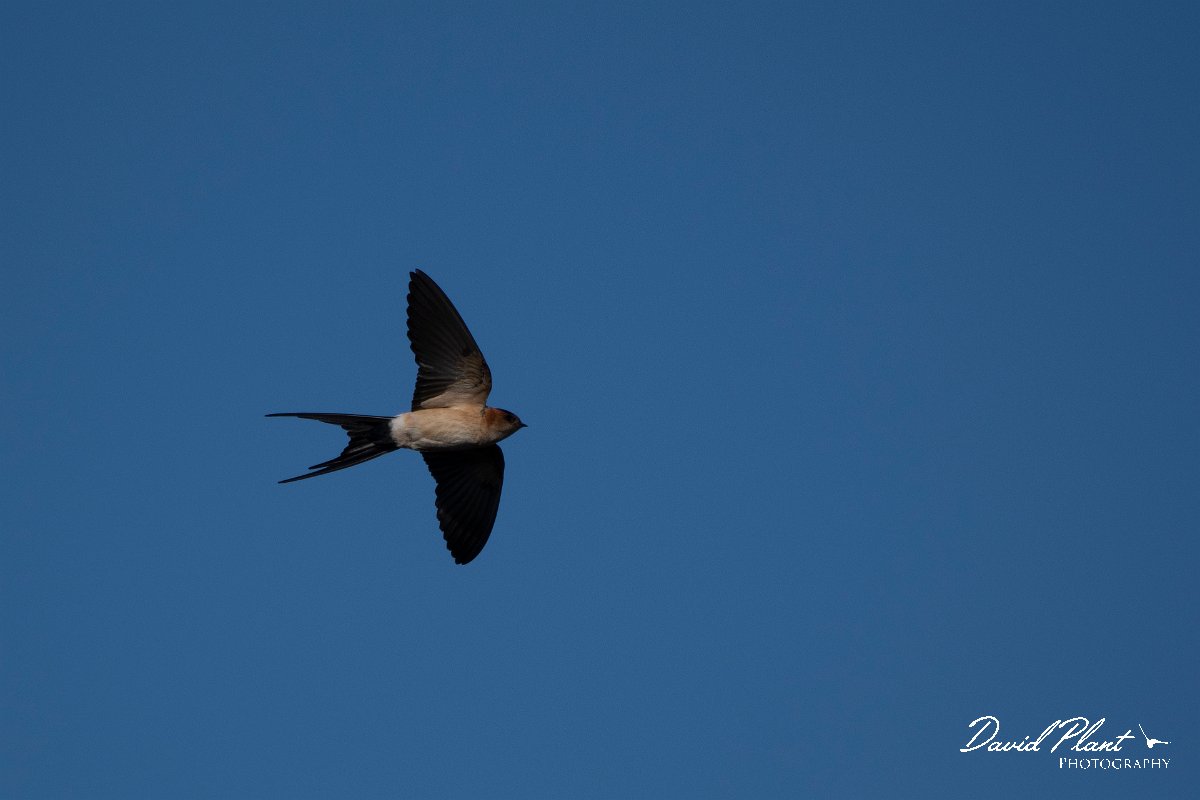 DPPhotography - Wildlife Photography - Bulgaria - Red-rumped swallow - D.jpg - Red-rumped swallow - Sabla Lake, Bulgaria