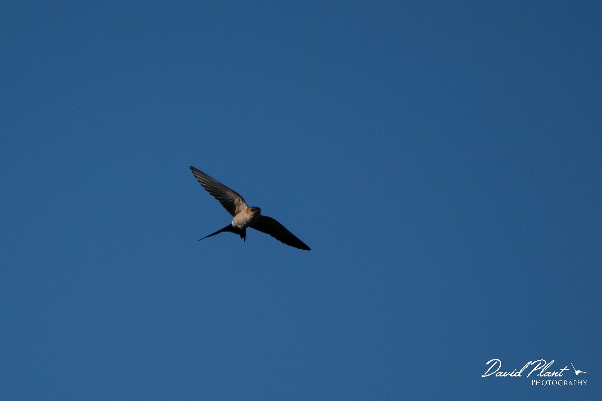 DPPhotography - Wildlife Photography - Bulgaria - Red-rumped swallow - F.jpg - Red-rumped swallow - Sabla Lake, Bulgaria