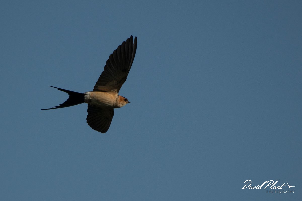 DPPhotography - Wildlife Photography - Bulgaria - Red-rumped swallow - G.jpg - Red-rumped swallow - Sabla Lake, Bulgaria
