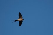 DPPhotography - Wildlife Photography - Bulgaria - Red-rumped swallow - E