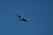 DPPhotography - Wildlife Photography - Bulgaria - Red-rumped swallow - F