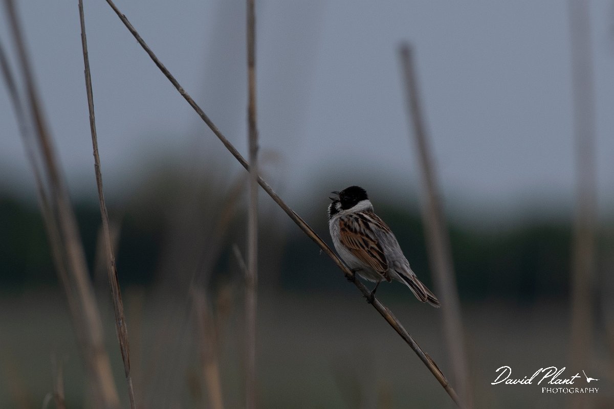 DPPhotography - Wildlife Photography - Bulgaria - Reed bunting - C.jpg - Reed bunting  - Durankulak Lake, Bulgaria