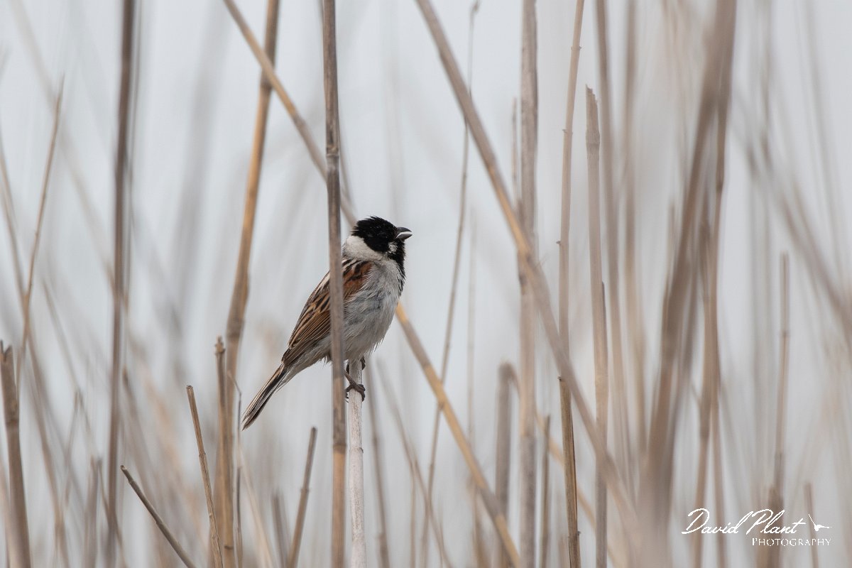 DPPhotography - Wildlife Photography - Bulgaria - Reed bunting - D.jpg - Reed bunting  - Durankulak Lake, Bulgaria