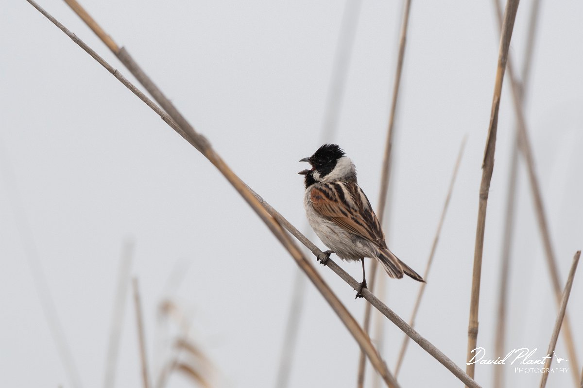 DPPhotography - Wildlife Photography - Bulgaria - Reed bunting - E.jpg - Reed bunting  - Durankulak Lake, Bulgaria
