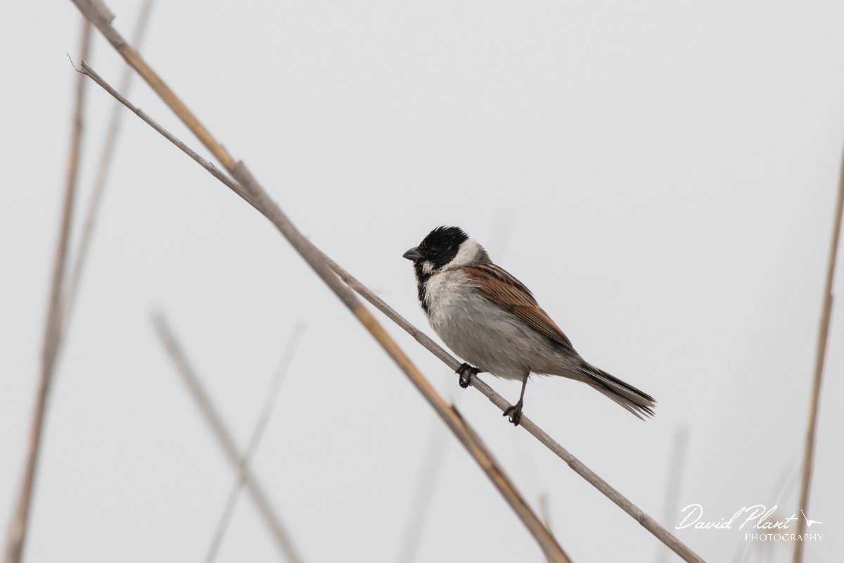 DPPhotography - Wildlife Photography - Bulgaria - Reed bunting - F.jpg - Reed bunting  - Durankulak Lake, Bulgaria