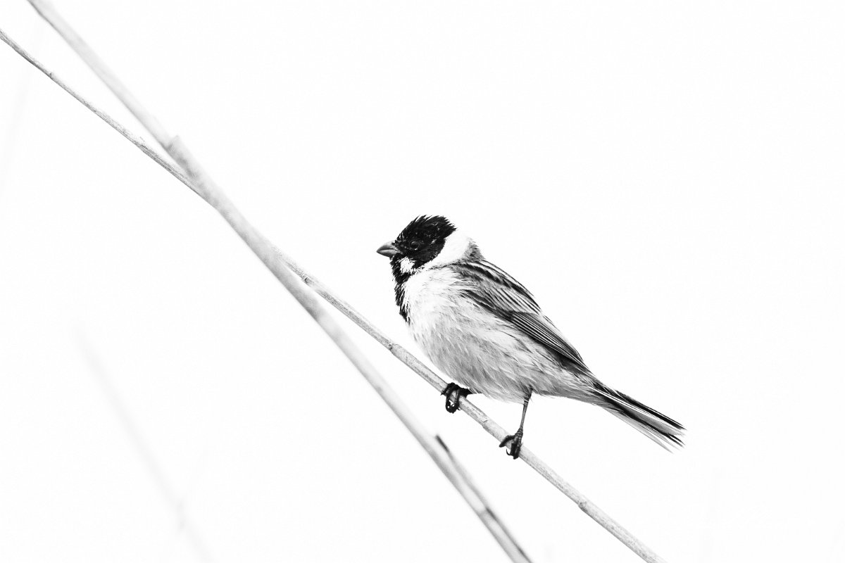 DPPhotography - Wildlife Photography - Bulgaria - Reed bunting - G.jpg - Reed bunting  B&W - Durankulak Lake, Bulgaria