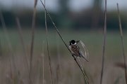 DPPhotography - Wildlife Photography - Bulgaria - Reed bunting - A