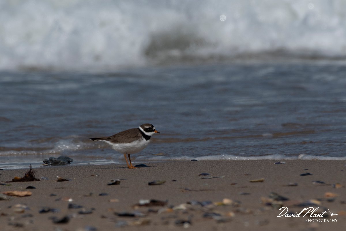 DPPhotography - Wildlife Photography - Bulgaria - Ringed plover - A.jpg - Ringed plover - Sabla Lake, Bulgaria