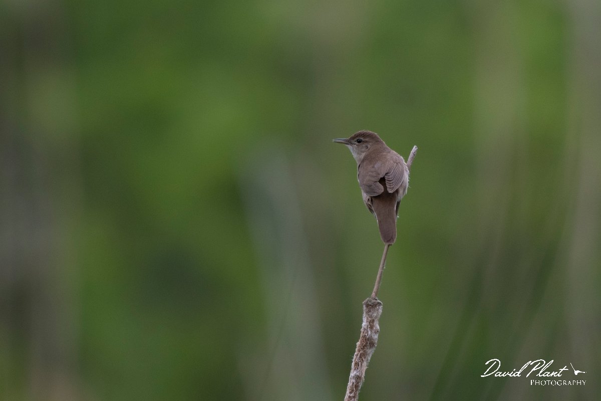 DPPhotography - Wildlife Photography - Bulgaria - Savi's warbler - A.jpg - Savi's warbler - Balata Forest, Bulgaria