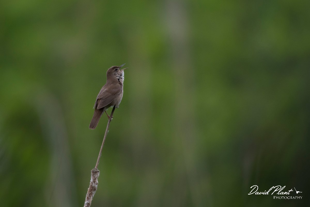 DPPhotography - Wildlife Photography - Bulgaria - Savi's warbler - B.jpg - Savi's warbler - Balata Forest, Bulgaria