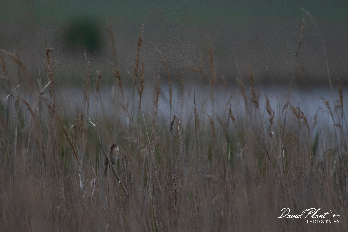 DPPhotography - Wildlife Photography - Bulgaria - Savi's warbler - F.jpg - Savi's warbler - Durankulak Lake, Bulgaria