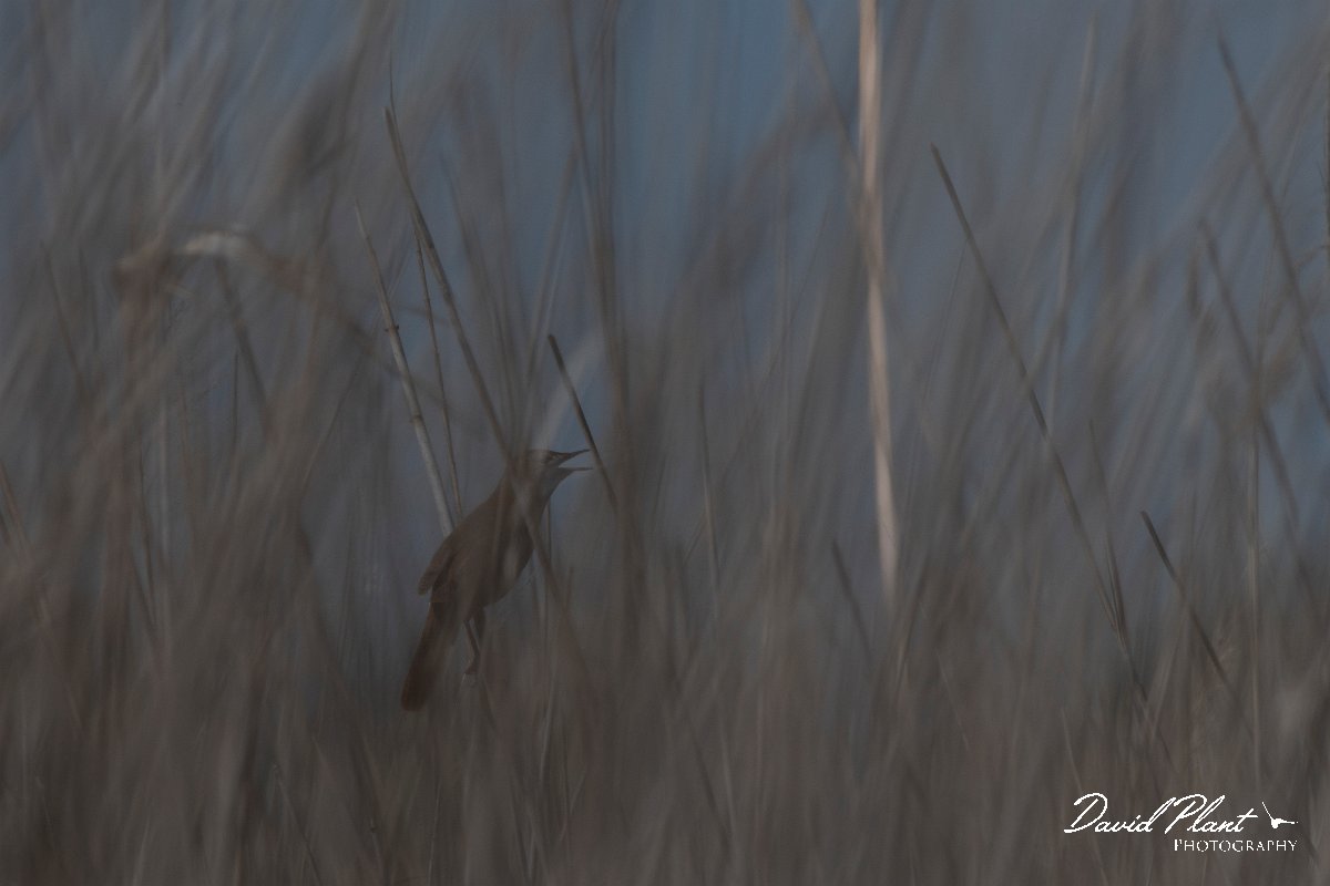 DPPhotography - Wildlife Photography - Bulgaria - Savi's warbler - H.jpg - Savi's warbler - Durankulak Lake, Bulgaria