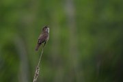 DPPhotography - Wildlife Photography - Bulgaria - Savi's warbler - B